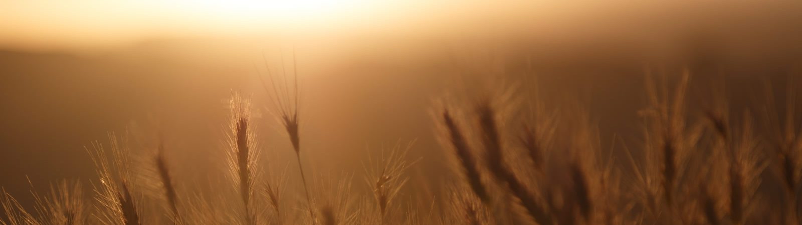 32 and sunny corporate health and well being