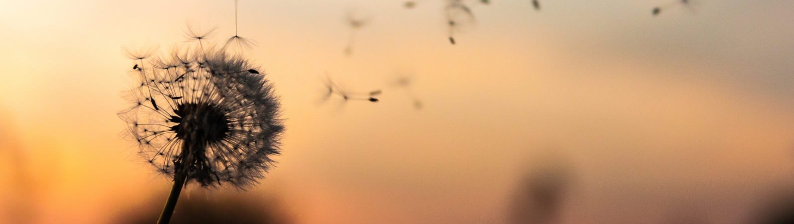 32 and sunny wellbeing in the corporate space